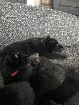 Image 7 of **Gorgeous German Shepherd Puppies for sale £650**