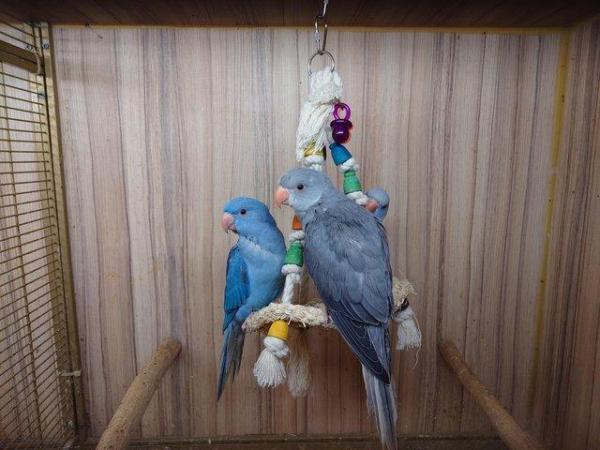 Image 9 of Large Variety of Hand Reared Birds Available! - Updated Regu