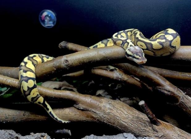 Image 6 of Super pastel motley het clown royal python with set up