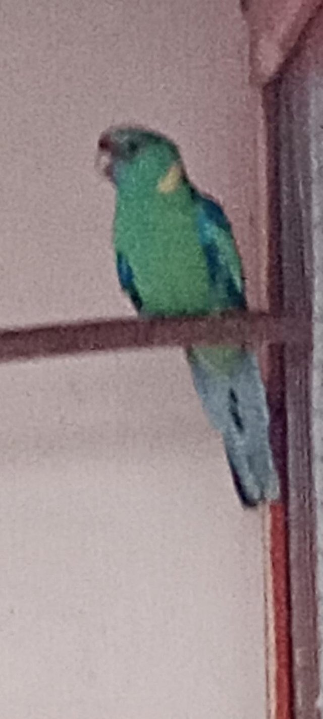 Preview of the first image of Barnard parakeets wanted.