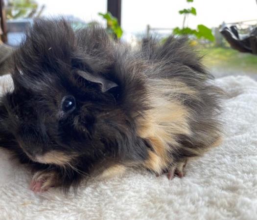 Image 30 of Beautiful long haired very friendly  baby boy guinea pigs