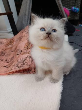 Image 2 of Ragdoll kittens 2 boys available