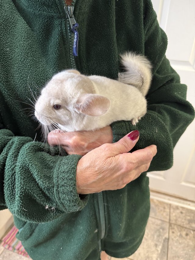 Beautiful chinchillas for sale — Pets & Animals in Brentwood