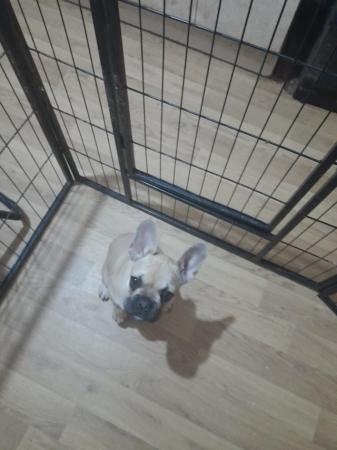 Image 5 of French bulldogs girl for sale
