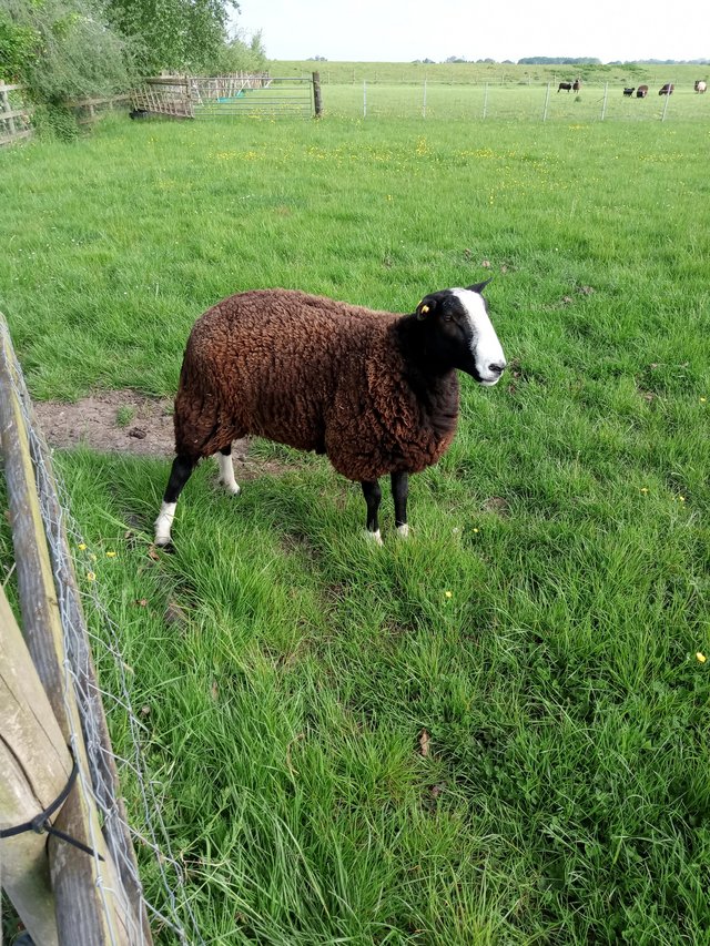Preview of the first image of Registered zwarble shearling ram.