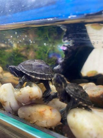 Image 7 of Turtles and Terrapins available…….