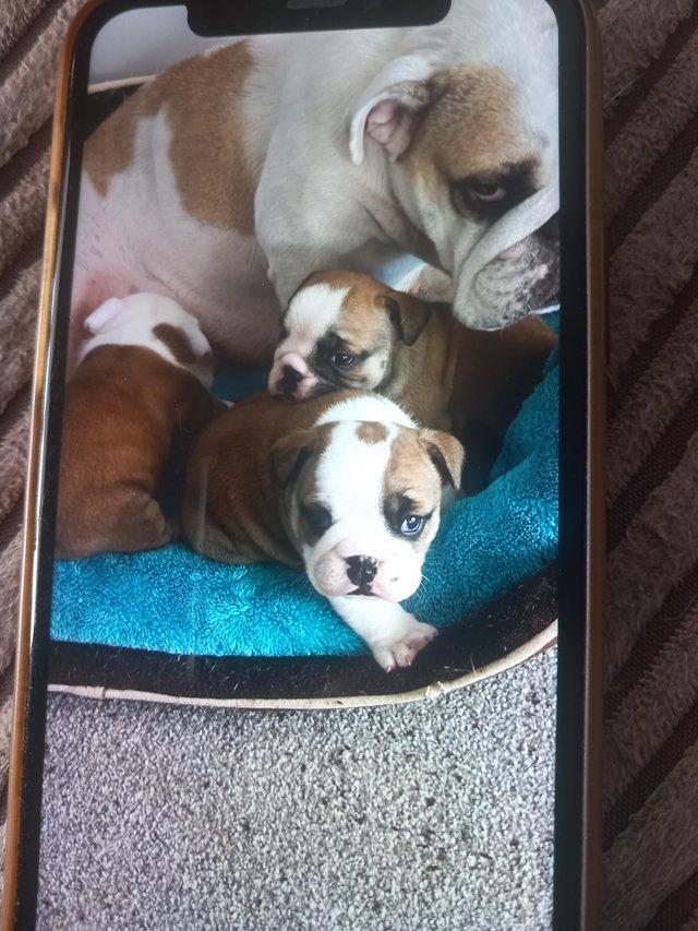 Preview of the first image of British bulldog puppies for sale.