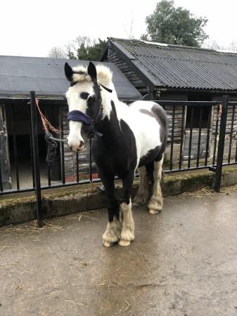 Image 1 of 12.3hh 2 year old cob cross