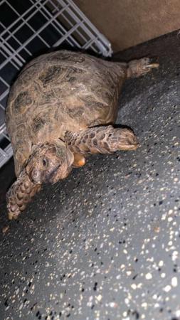 Image 5 of Horsefield tortoise male