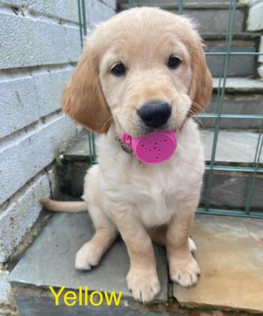 Image 9 of *READY NOW!! 2 Girls left! Gorgeous Golden Retriever Puppies