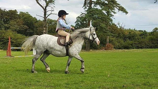 Image 2 of Snowy 11.2 Section A first pony cob type
