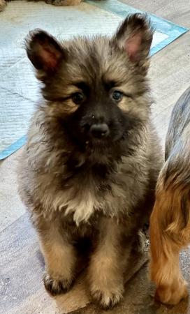 Image 5 of Stunning big GSD puppies for sale