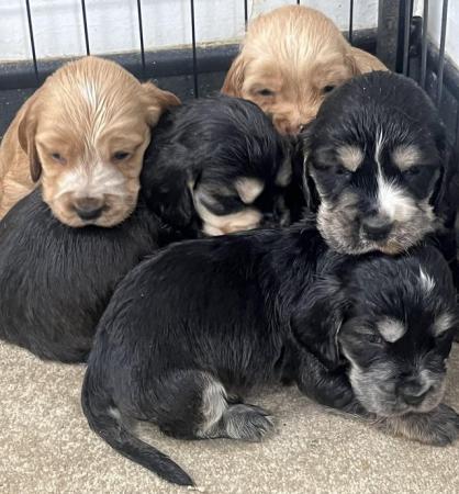 Image 2 of Stable show cocker spaniels for sale