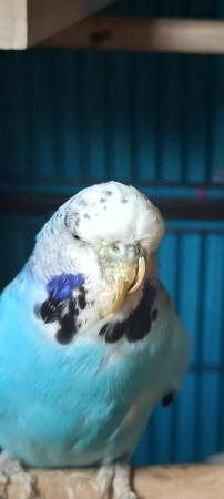 Image 3 of 2 budgies for sale, 1 male 1 female