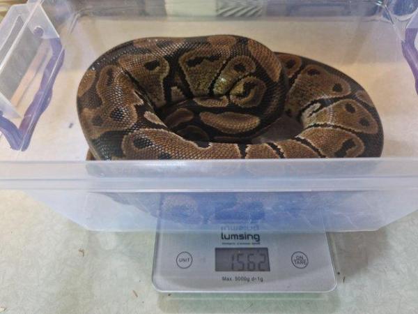 Image 3 of For Sale Male Normal ball python