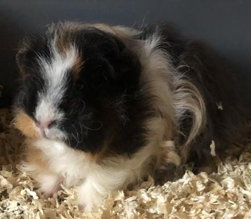 Image 1 of Female guinea pig for sale