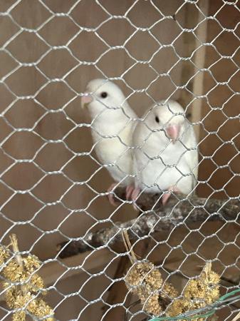 Image 2 of Lovely proven pair albino lovebirds