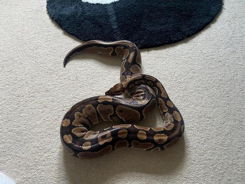 Preview of the first image of Adult Ball Python with Equipment Included.