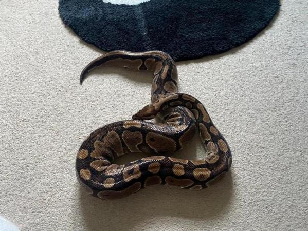 Image 1 of Adult Ball Python with Equipment Included