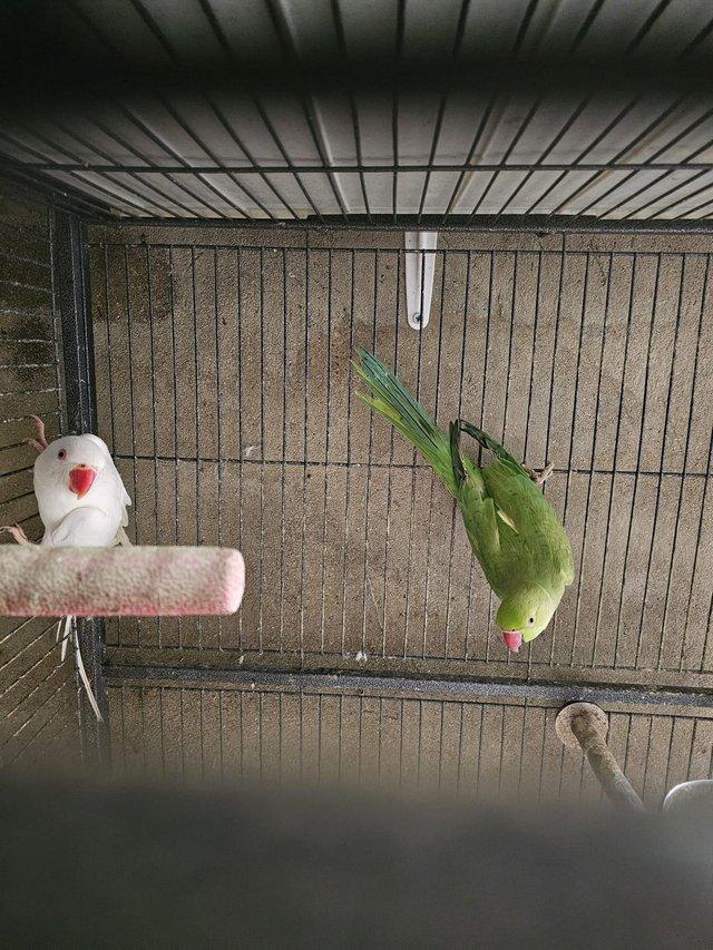 Preview of the first image of DNA Sexed Pair of Indian Ringnecks.