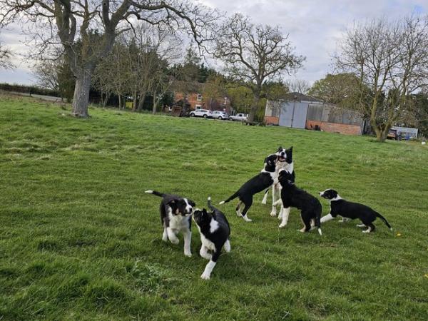 Image 2 of ISDS Registered Tri Colour Collie Puppies