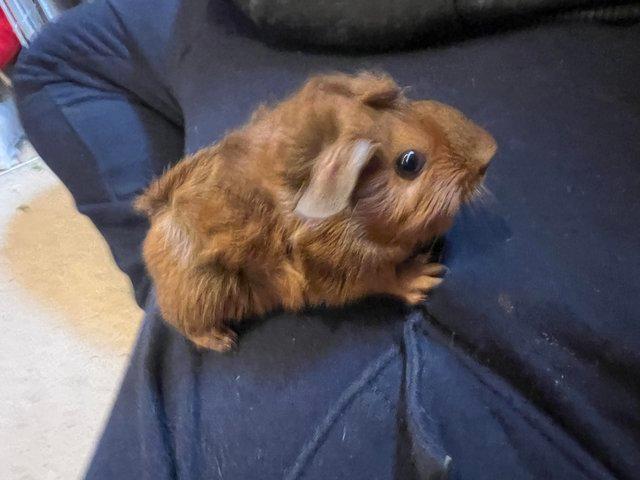 Preview of the first image of Young attractive male guinea pig for sale.