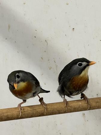 Image 2 of Adult breeding pair Pekin Robins