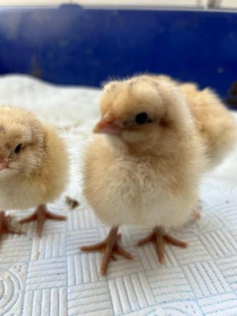 Image 1 of Beautiful Buff Orpington Chicks