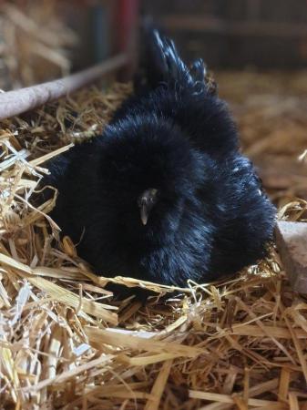 Image 3 of Gorgeous bearded silkie chickens & hatching eggs