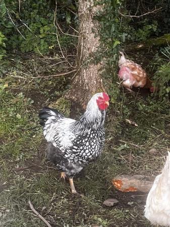 Image 2 of Silver laced, Cockrell 7 months old