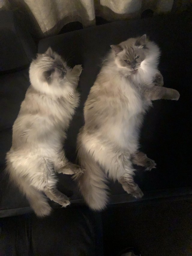 2 x female Ragdoll Cats For Sale in Ashton under lyne Lancashire Preloved