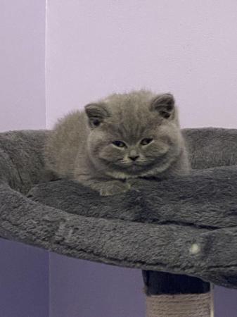 Image 4 of Gorgeous British Shorthair Kittens