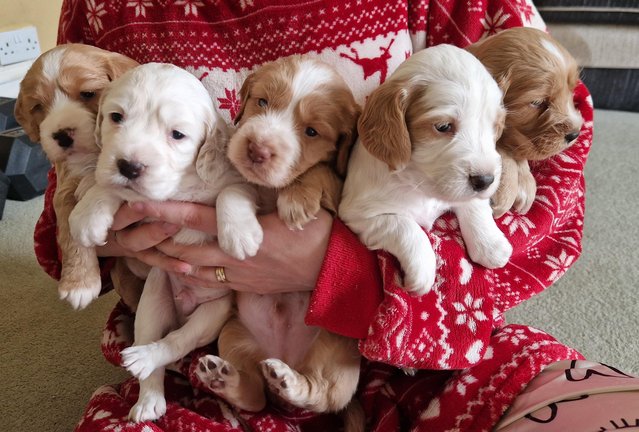 Image 1 of Cocker spaniels. Ready to leave 13th July