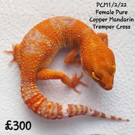 Image 15 of Leopard Geckos Available For New Homes