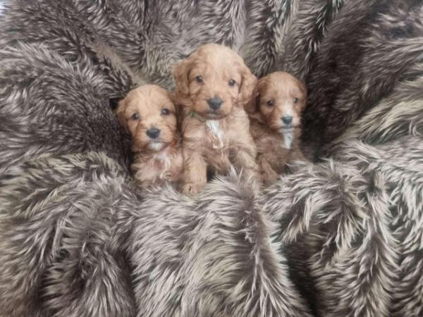 Image 7 of F2b Mini Cockapoo Puppies - Fully Vaccinated