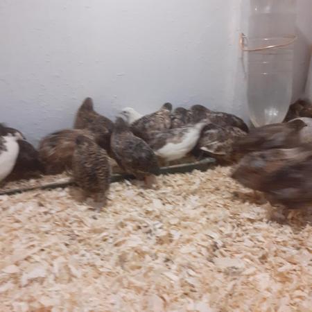 Image 4 of Quality Chinese quail for sale