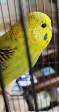 Image 6 of Beautiful Baby Budgies available
