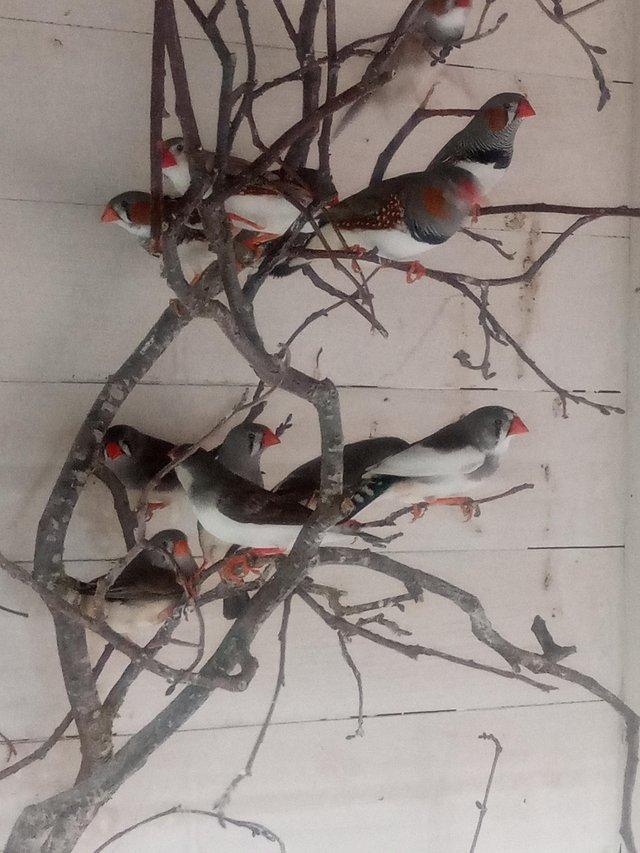 Preview of the first image of Zebra finches males only available.