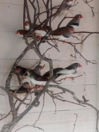 Image 1 of Zebra finches males only available