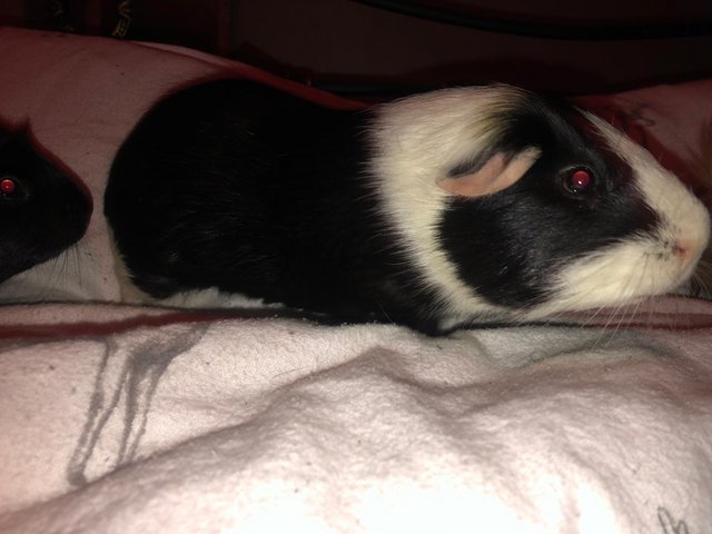 Preview of the first image of 1year olds male Guinea pigs.