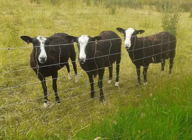 Image 1 of Pure bred Zwartbles shearling rams