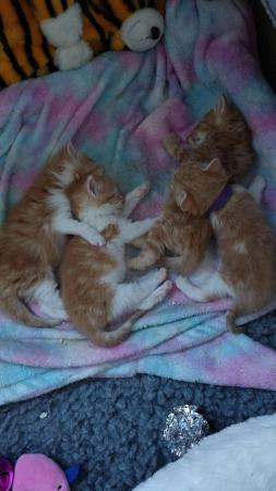 Image 11 of Ginger and white kittens