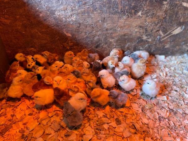 Image 8 of Rhode Island Red Chicks (Unsexed) - 1 week old