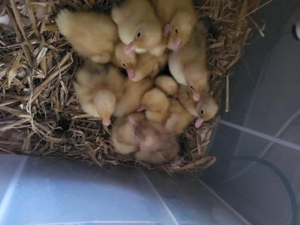 Image 5 of Ducklings for sale day old .