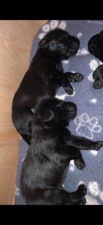 Image 8 of Labrador pups ready to leave