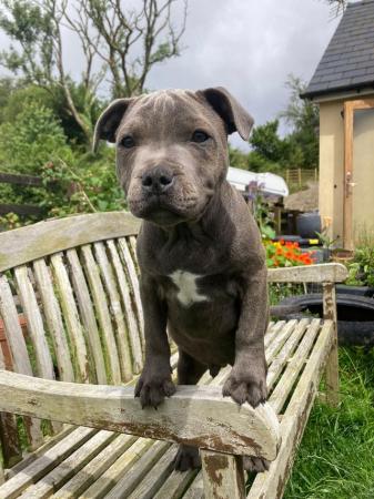Image 1 of beautiful champion blue Staffordshire boy puppy available