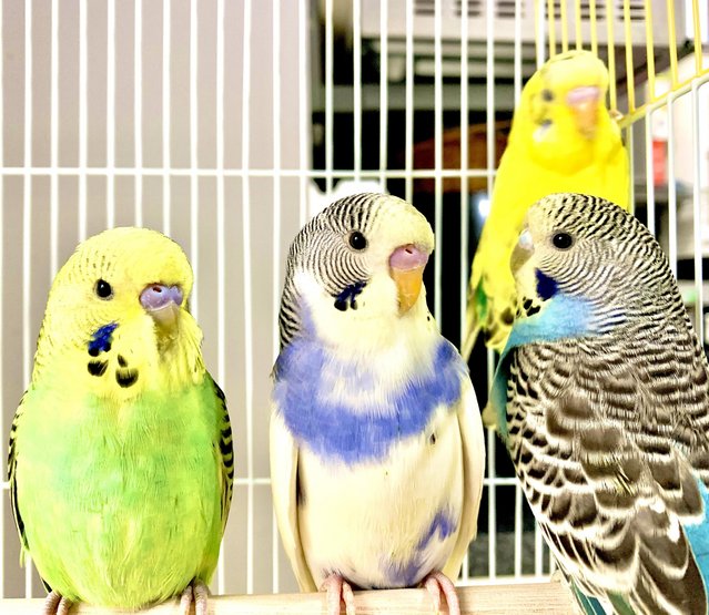 Preview of the first image of Fancy Mutation Baby Budgies - ready to leave.