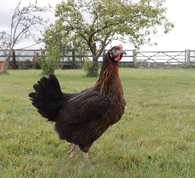 Preview of the first image of Beautiful Point of Lay Hybrid Hens.