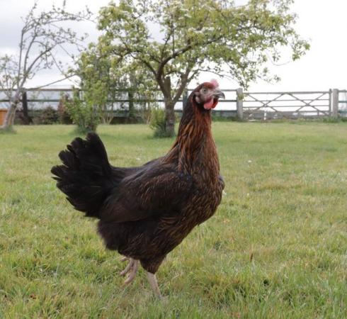 Image 1 of Beautiful Point of Lay Hybrid Hens