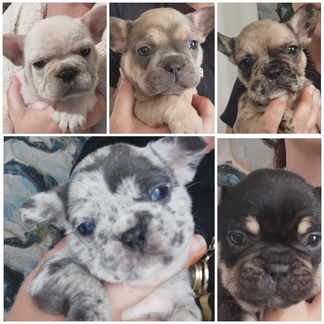 Preview of the first image of reduced qualityKc registered french bull dog puppies.